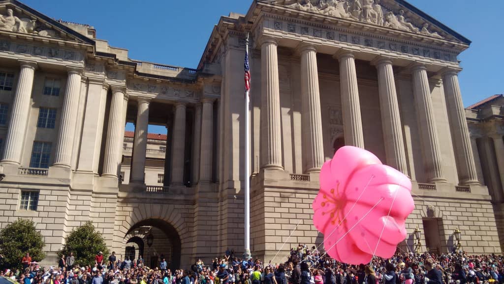 Cherry Blossom Festival Görnüntüleri